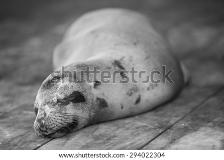 Sea lion sleeping on the wooden floor in the port of Puerto Ayora. Galapagos Islands 2015.