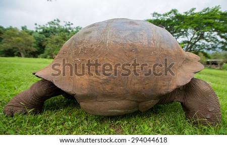 Giant Galapagos land turtle, eating grass in El Chato Tortoise Reserve. Galapagos islands 2015.