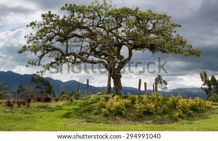El Lechero, the sacred tree of Otavalo. This tree is part of local mythology, believed to house the soul of a cursed lover, who fell in love with a chap from a rival family. Ecuador