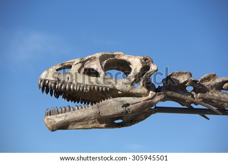 Dinosaur\'s head skull with blue sky in Ischigualasto National Park, Argentina