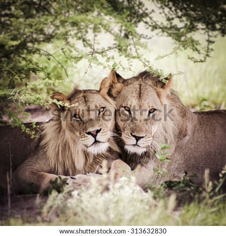 Portrait of two lions sitting in the bush and looking at the camera. Botswana