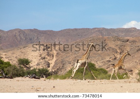 Giraffes running in the desert of Kaokoland, Namibia