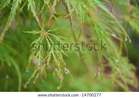 Green Japanese Maple after the Rain I