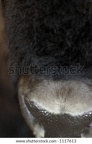 Buffalo / Bovine [wet nose] -  aka - \