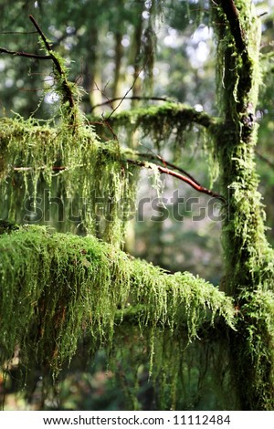 Moss in an old growth forest