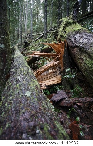 Splintered tree stump in an old growth forest - Pacific Northwest