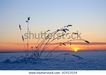 Frosty grass at winter sunset.