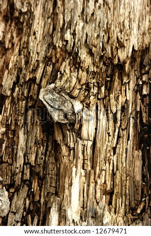 KNOT IN ROTTED WOOD