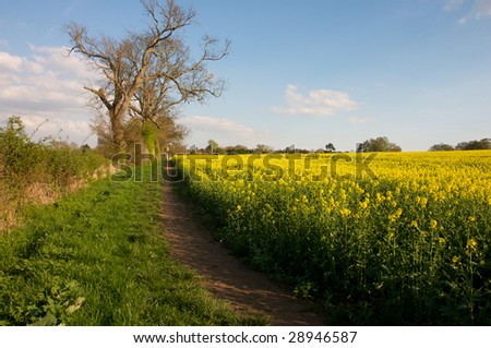 Spring Fields in England Countryside