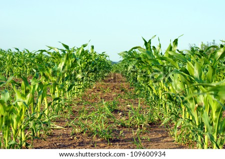 corn field agriculture / corn plant