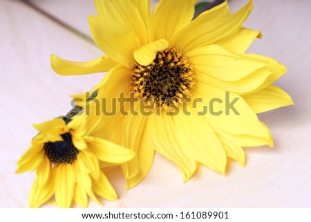 yellow flowers on a wooden board / flowers