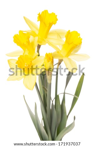 Similar – Image, Stock Photo daffodils Ostrich