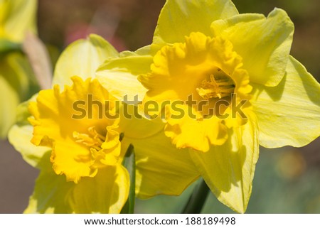 Similar – Image, Stock Photo daffodils Ostrich