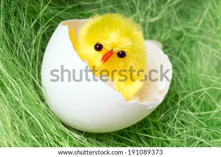 broken egg with a small chick / chicken egg