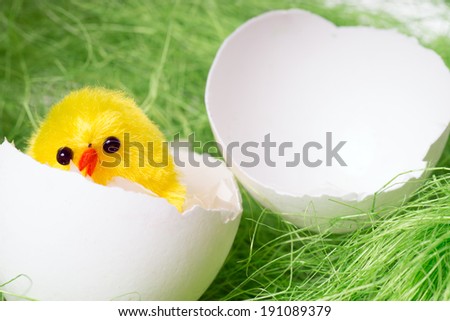 broken egg with a small chick / chicken egg