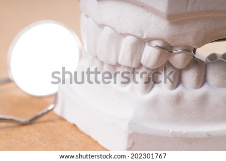model of a human teeth with mouth mirror / dental health