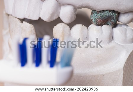 Model of a human teeth and toothbrush / dental health