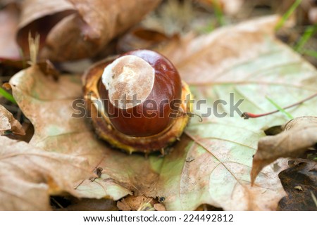 Chestnut on a leaf in autumn / autumn