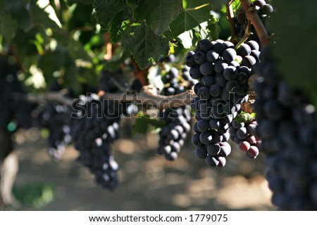 Grapes ripening on the vine in Napa Valley, California
