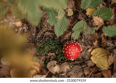 Similar – Image, Stock Photo Toadstools close up