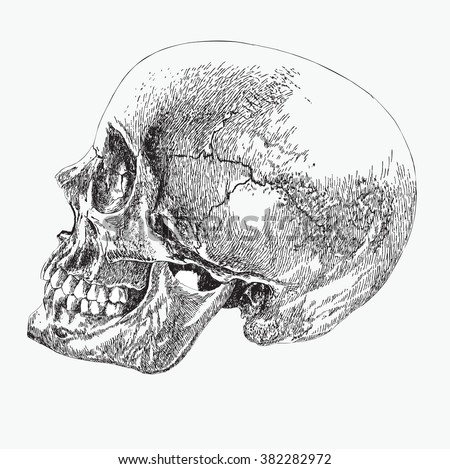 skull profile vector download free vector art stock graphics images