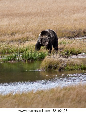 Grizzly bear during the fall season