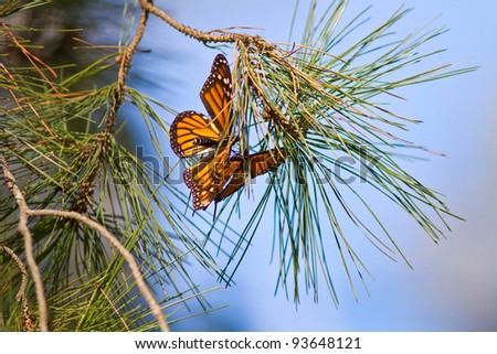 Monarchs butterflies matting during their migration