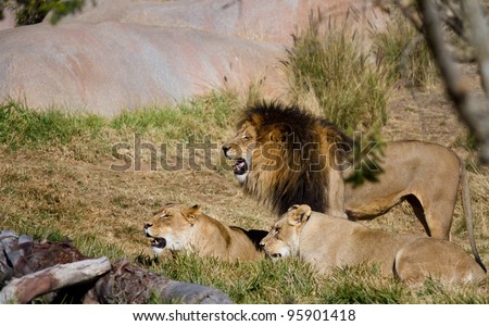 Pride of lions in the sun