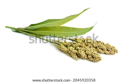 Sorghum bicolor, commonly called sorghum and also known as great millet, durra, jowari, jowar or milo. Isolated. Сток-фото © 