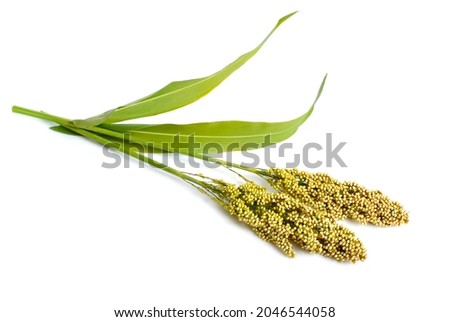 Sorghum bicolor, commonly called sorghum and also known as great millet, durra, jowari, jowar or milo. Isolated. Foto stock © 