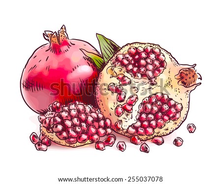 Pomegranate. Vector illustration. Watercolor imitation.