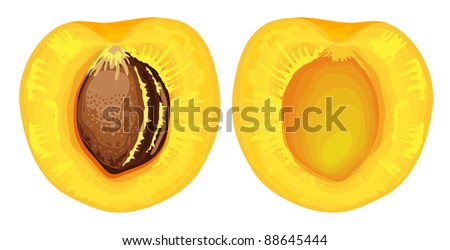 Two halves of apricot with seed. Vector illustration.