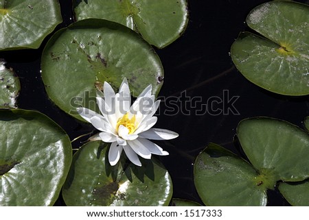 Lily Pads Flowering