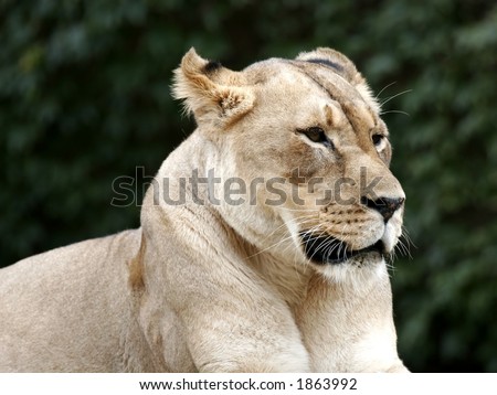 Lion female zoo cat king jungle