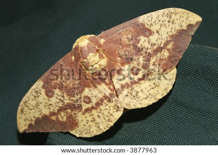 Imperial moth bug fly