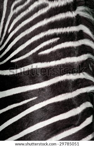 zebra texture (real)