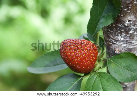strawberry growing on the tree