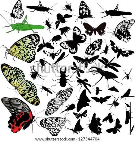 insects animals butterfly