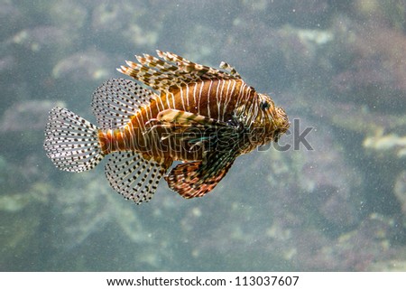 Lionfish (Pterois volitans) a venoumous stinging fish popular in the pet trade