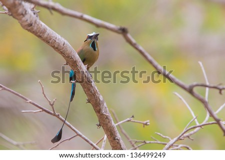 Turquoise-browed Motmot, Eumomota superciliosa, the national bird of Nicaragua