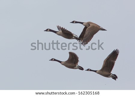 Canada Goose Flock in Flight against clear sky