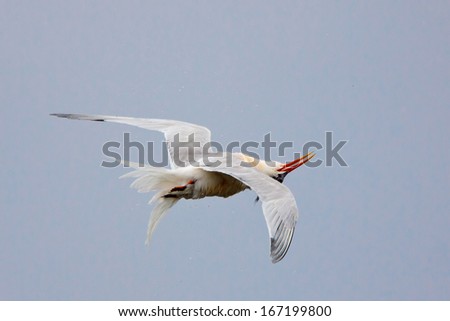 Elegant Tern, Thalasseus elegans, flipping head upside down to dry off after dive into water