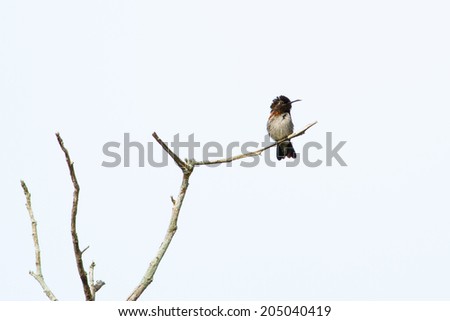 Male Bee Hummingbird, the world\'s smallest bird