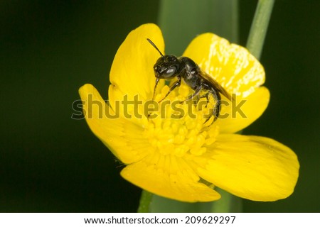 Ceratina sp., Small Carpenter Bee