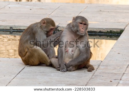 Rhesus Macaques grooming each other at the Monkey Temple