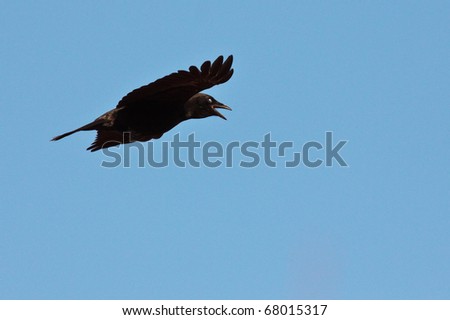 Flying American Crow
