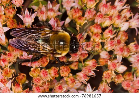 Eastern Carpenter Bee, Xylocopa virginica