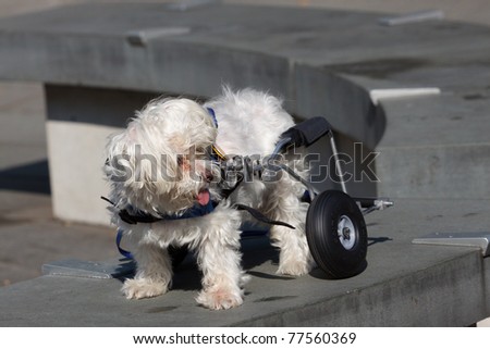 Handicapped Maltese Dog with Wheels
