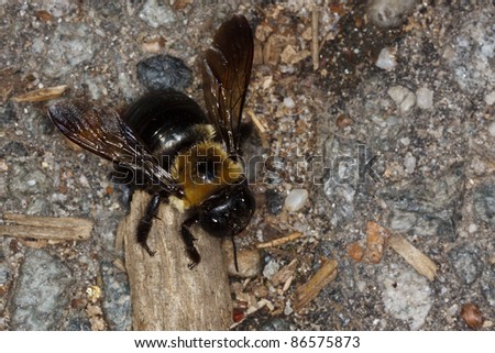 Eastern Carpenter Bee, Xylocopa virginica