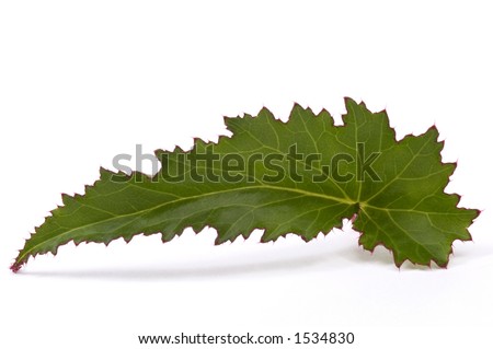 linear. leaf